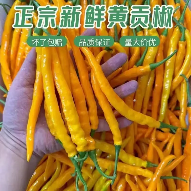 新鲜黄贡椒辣椒正宗原产地直供新鲜现摘现发餐饮饭店整箱批发包邮