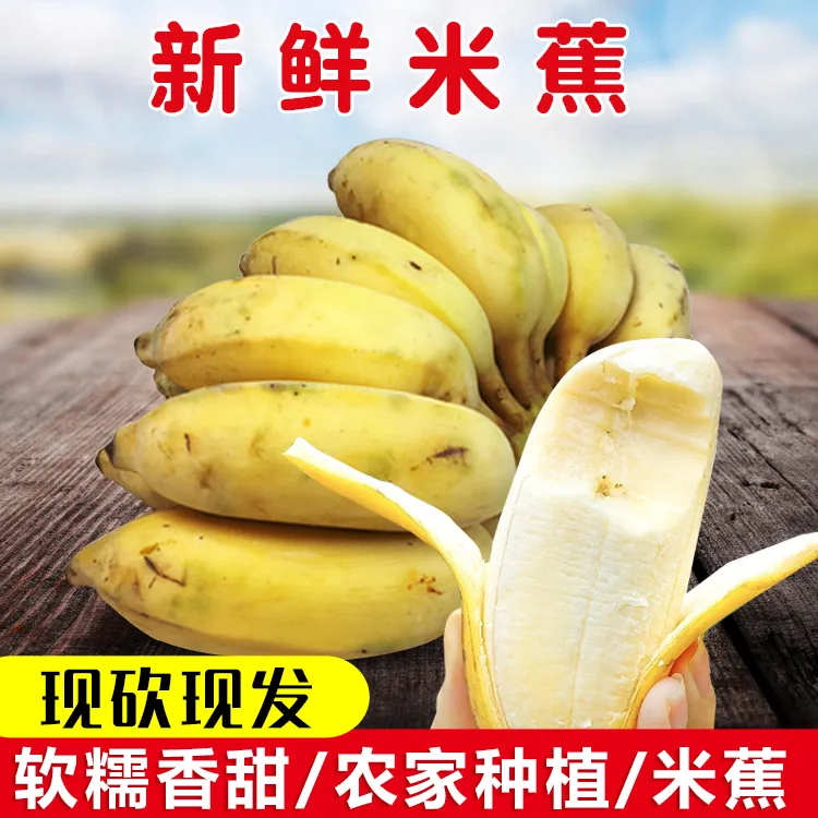 【优质哥专属】广东高州新鲜小米蕉粉蕉现摘现发香甜粉糯应季水果3/5/9斤