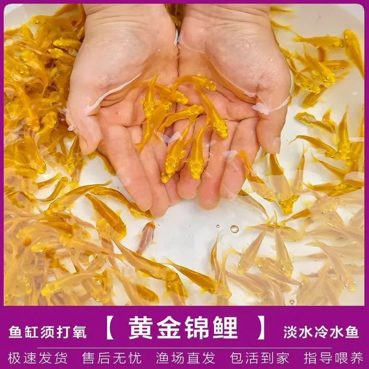 黄金锦鲤活鱼观赏鱼好养耐活小型纯种龙凤锦鲤好养耐活金鱼冷水鱼