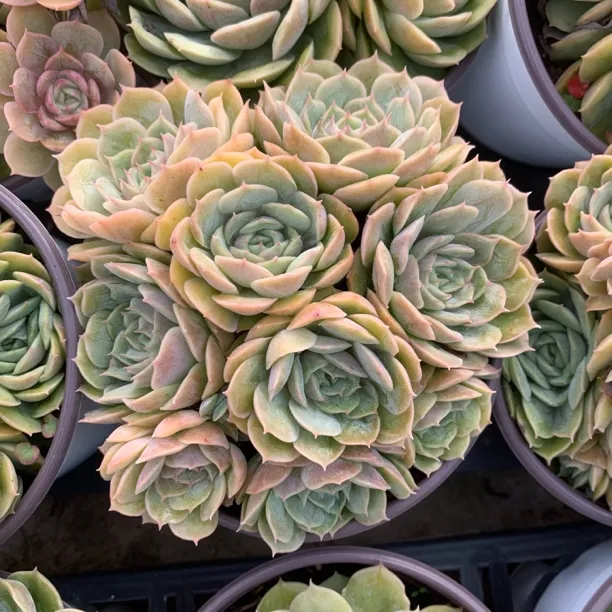 昂斯洛多肉植物室内绿植法兰西玫瑰昂斯诺多头群生带盆土发盆栽