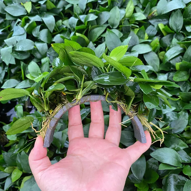 拱桥沉木水草瓦里斯水榕黄金榕阴性活体沉木孔雀榕造景鱼缸水草