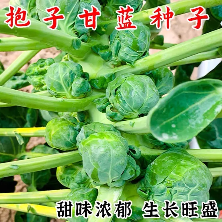 孢子甘蓝种子四季迷你甘蓝蔬菜种籽小包菜卷心菜包心菜小包菜种子