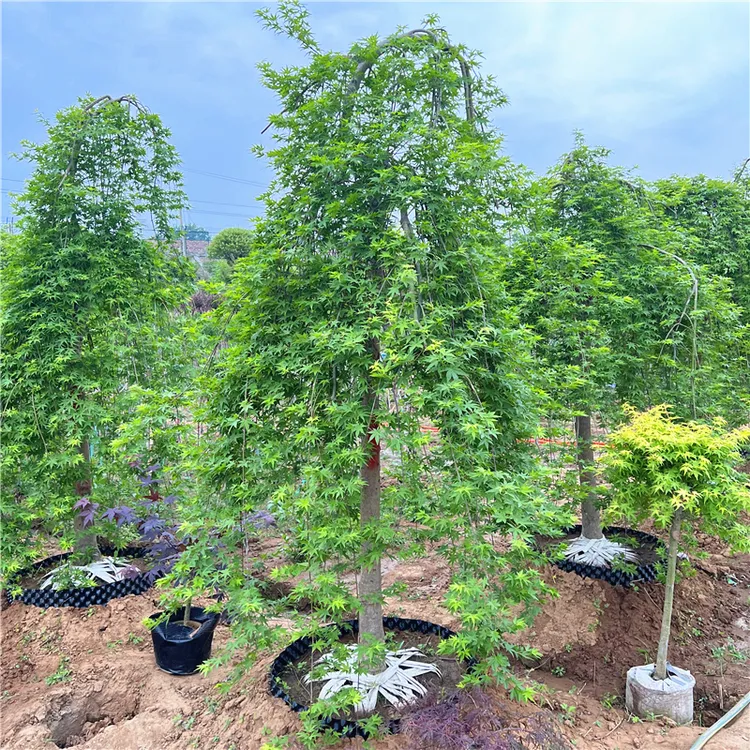 流泉枫树苗原生小苗垂枝瀑布枫别墅庭院大型耐寒风景树盆栽黄金枫