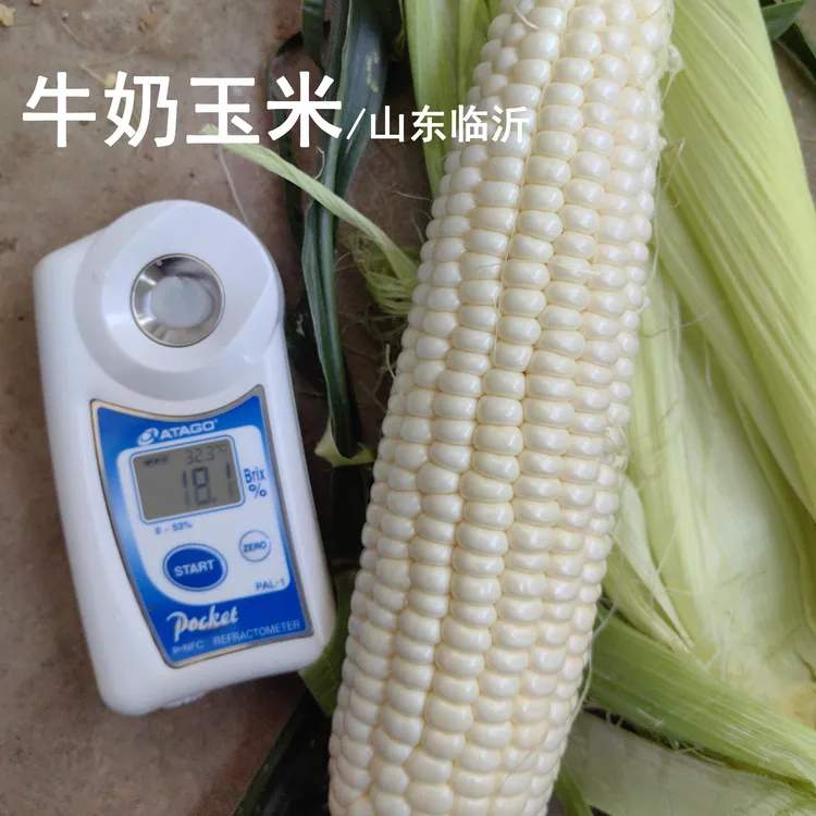牛奶玉米丨生熟两吃 生吃一口爆汁鲜甜可口熟吃香甜嫩脆4.5斤顺丰