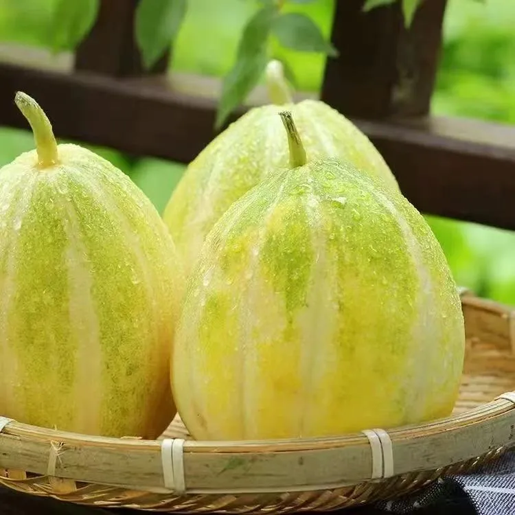 东北白糖罐香瓜甜瓜 金妃香瓜 老式香瓜头茬刚开园香瓜 自然美味