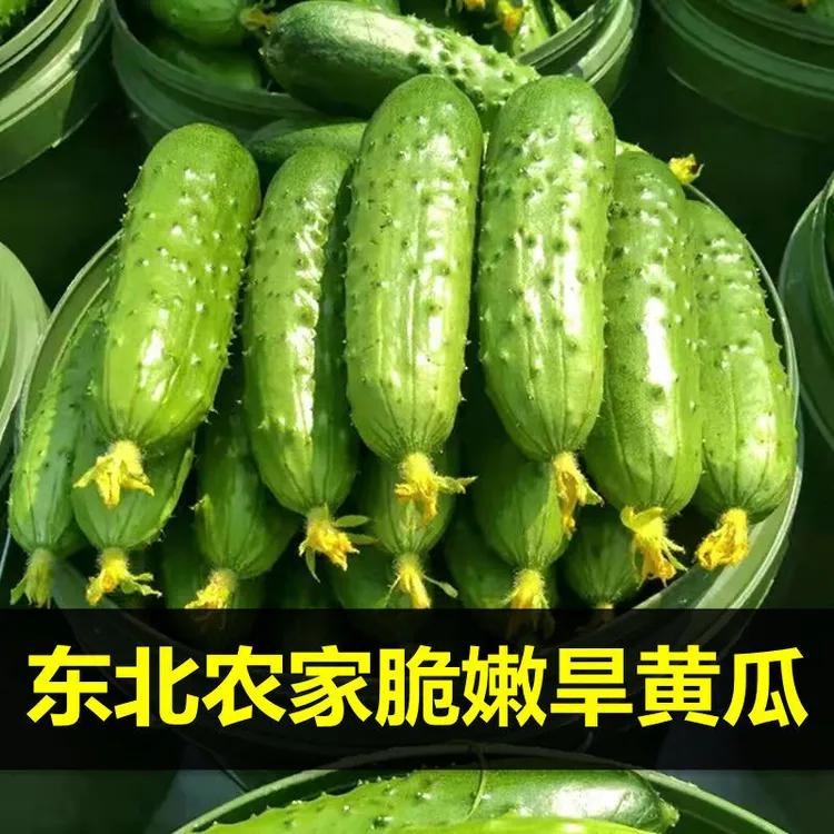 【净重五斤】正宗东北新鲜小黄瓜水果旱黄瓜小青瓜水果黄瓜生鲜包邮