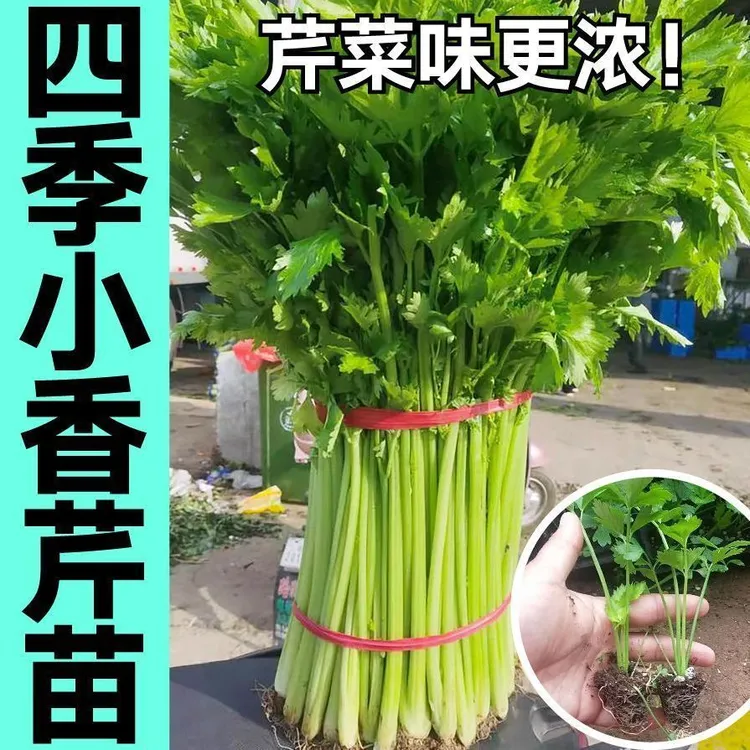 四季小香芹大肉西芹根芹白玉香芹等蔬菜种子家庭种植