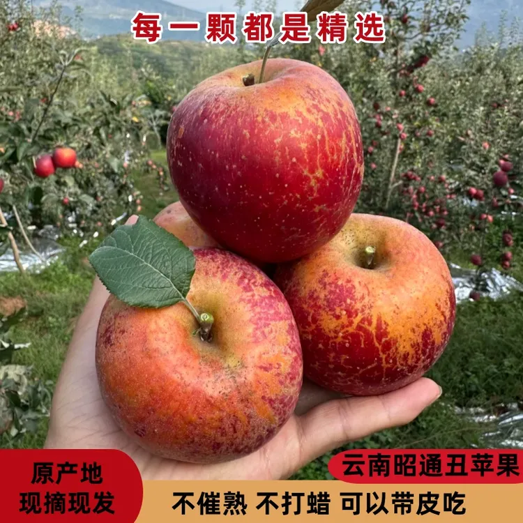 【产地直发】云南昭通冰糖心丑苹果新鲜脆甜红富士苹果当季云南苹果