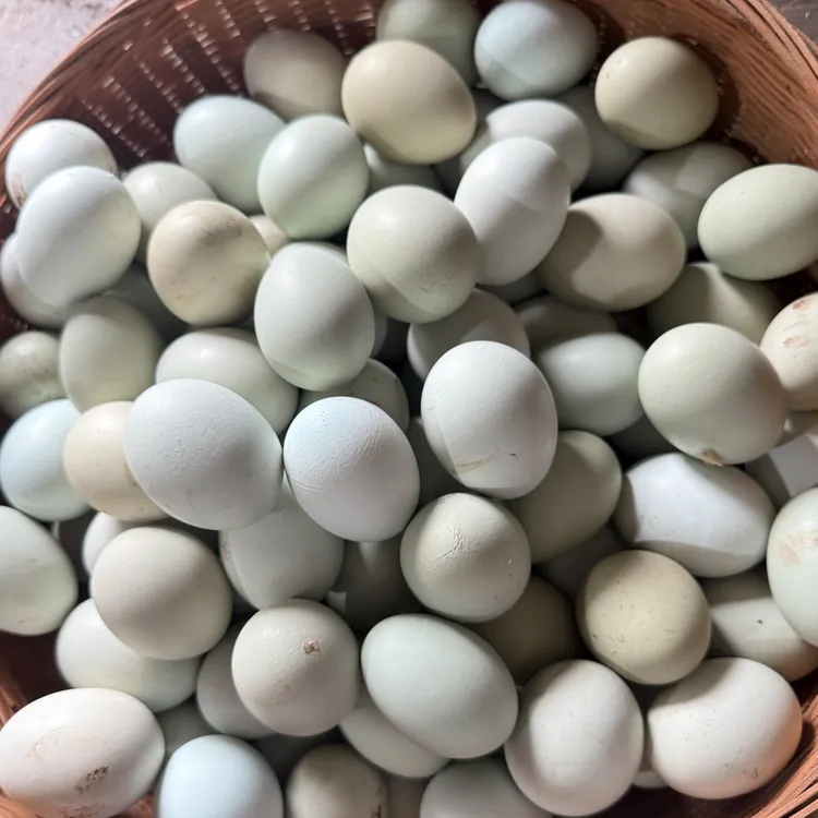 农家散养新鲜绿壳乌鸡蛋现发