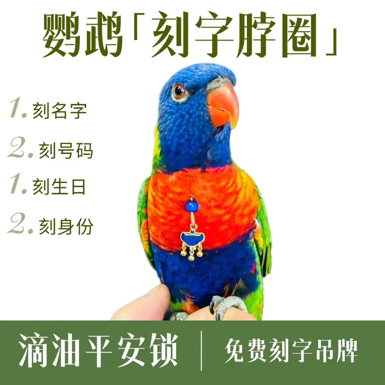 鹦鹉脖套不锈钢链子放飞绳定制刻字适用于玄凤牡丹虎皮等多种鹦鹉