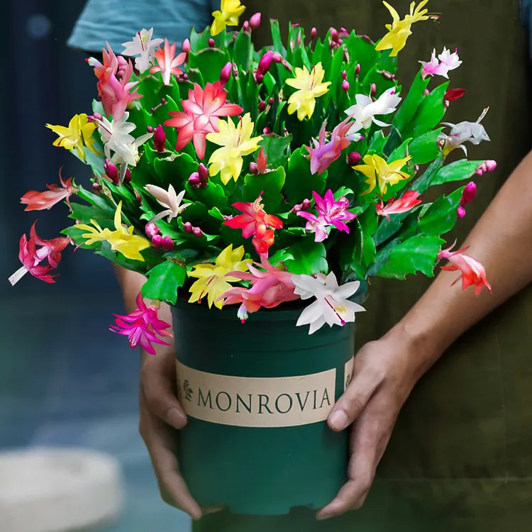 新品重瓣蟹爪兰莲苗盆栽带花苞多色花卉室内阳台小叶植物四季开花