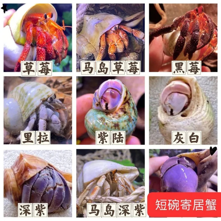 陆生寄居蟹宠物活体～好养易活 桌面萌宠 淡水观赏蟹螃蟹儿童礼物 