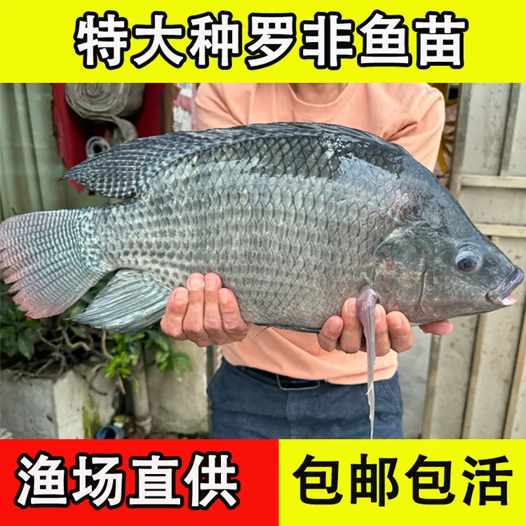 罗非鱼苗抗寒耐高温新吉富雄性海南一号青宝路脆肉罗非鱼淡水养殖