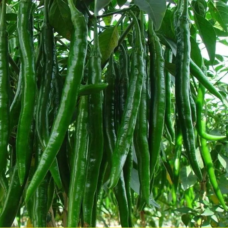 贵州线椒二荆条青椒新鲜农家二荆条现摘香辣青椒炒菜用