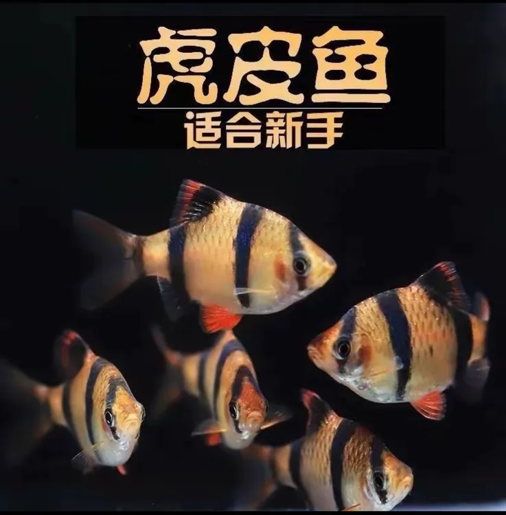 四间虎皮鱼热带淡水小型观赏鱼草缸群游鱼好养皮实耐活新手练手鱼
