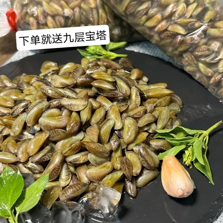 【顺丰冷运】饶平鲜活泊壳海瓜子薄壳鲜活发货  送金不换
