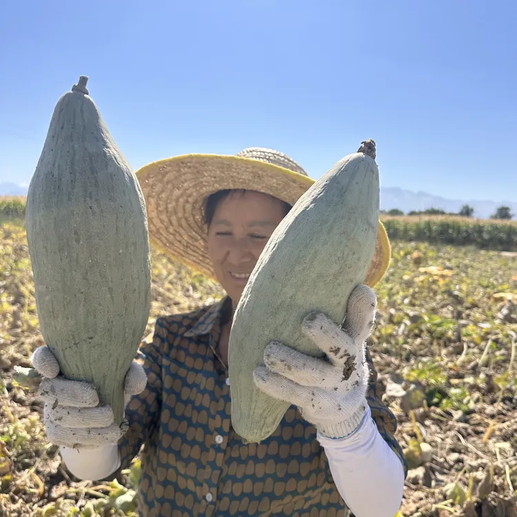 新疆贵族丑南瓜【新疆直发】口感细腻软糯香甜适合宝宝辅食