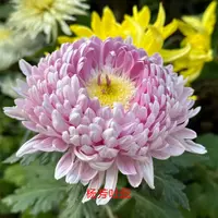 【杨芳吐蕊】大花富贵菊九月菊花苗盆栽适合室内外花开好看