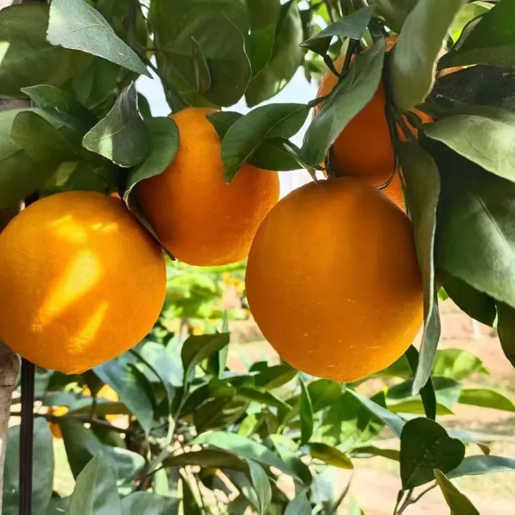 正宗江西赣南脐橙现摘新鲜水果产地直发甜橙子（20斤）