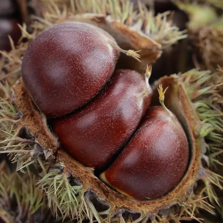 2025民宿新鲜板栗，大别山岳西新鲜油栗现发闺蜜