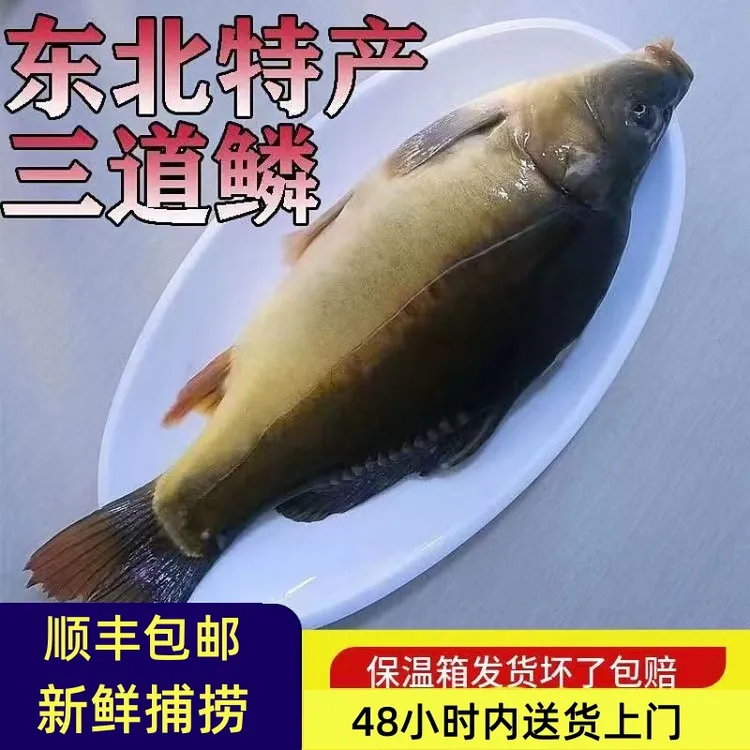 （顺丰包邮）东北特产二龙湖三道鳞鱼冷水鱼肉质鲜美