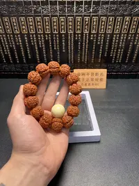 精品五星上将菩提（7号）