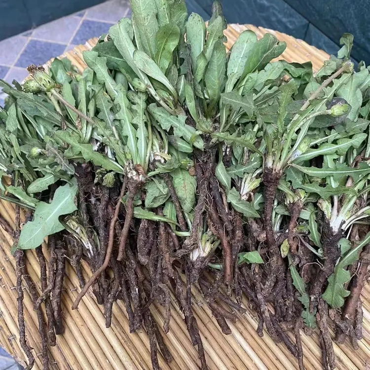 2025年新鲜野生蒲公英精选婆婆丁黄花苗整颗带根水煮凉拌一斤包邮