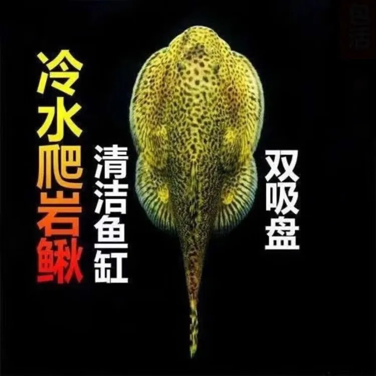 贵州爬岩鳅冷水观赏鱼除藻工具鱼可与淡水鱼混养