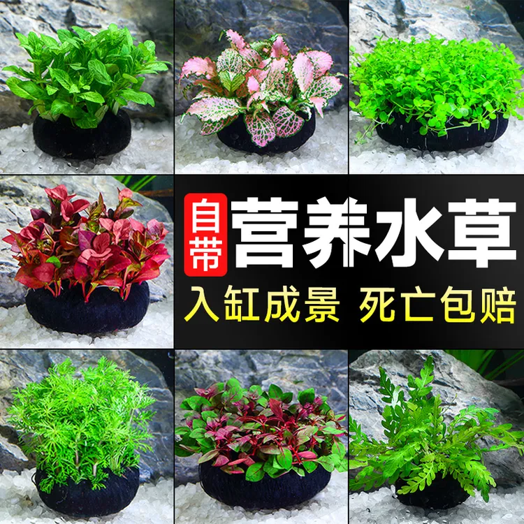 绿菊小坨草缸鱼缸造景水草蜈蚣草懒人水培增氧淡水草阴性活体植物