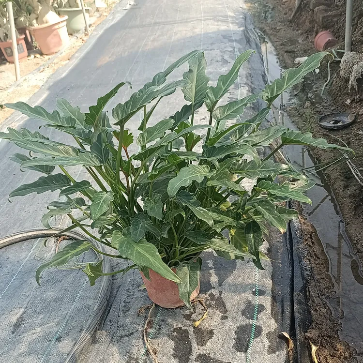 龙鳞小天使懒人植物好养易活四季常青室内客厅净化空气绿植盆栽