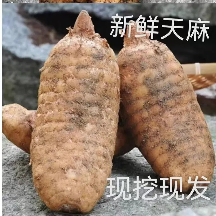天麻之乡野生种子自然生长贵州大方鲜天麻仿生直发贵州天麻