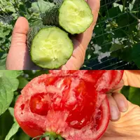 【小吴助农】黄瓜/西红柿/黄瓜西红柿组合 现摘先发 新鲜味浓 包邮