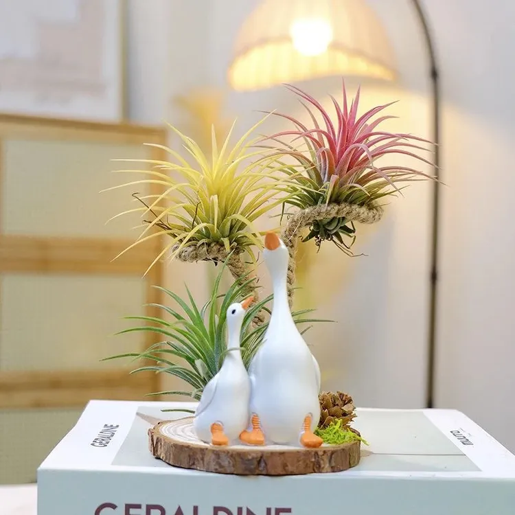 空气凤梨海胆壳无土植物红黄绿三色室内盆栽办公室好养易管理摆件