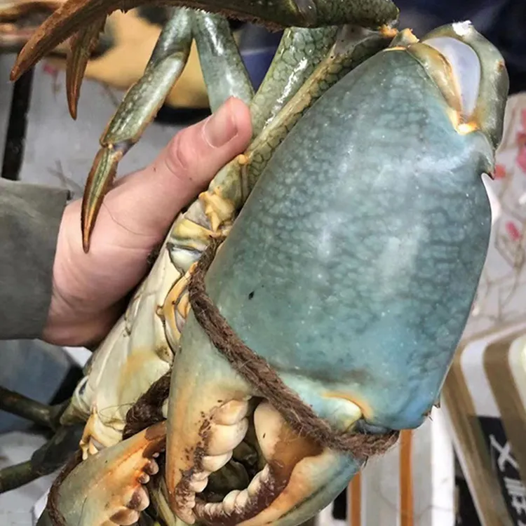 青蟹鲜活发货一整箱特大肉蟹膏蟹红鲟广东本地野生螃蟹包活到家