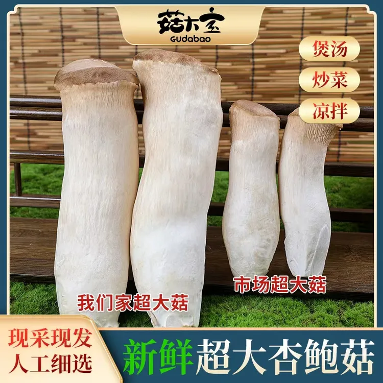 【2斤鲜菇】特大新鲜杏鲍菇生鲜鸡腿菇炒牛肉焯水拌凉菜食用菌菇