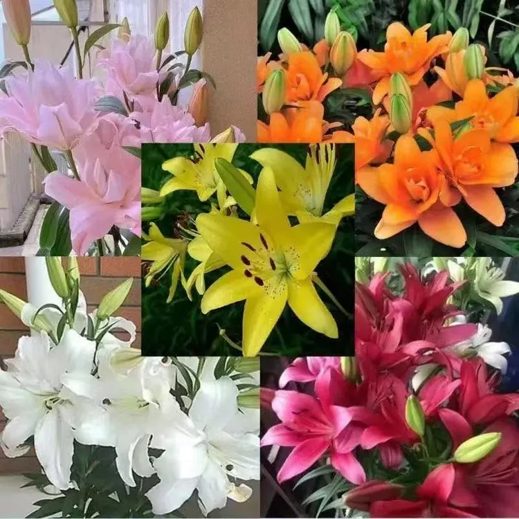 【带盆带土】百合种球带芽百合大种球四季开花阳台庭院花卉送肥料