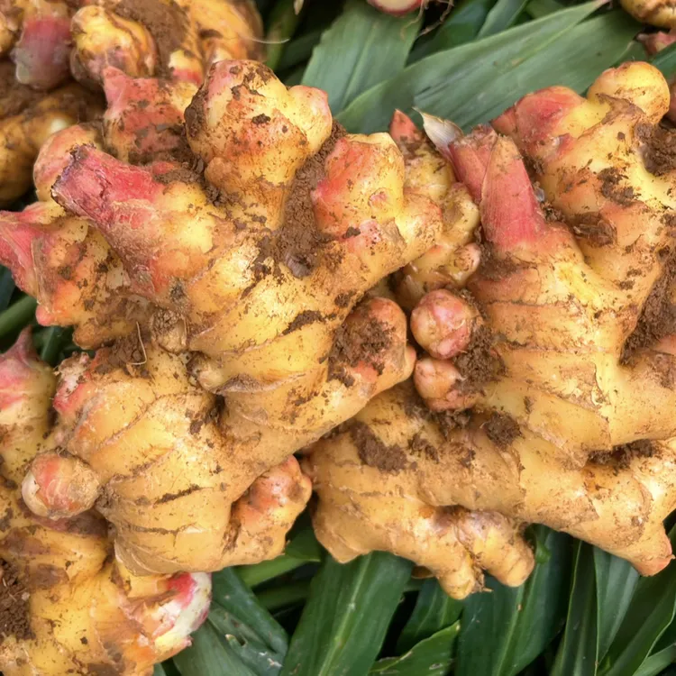 云南贵州高山新鲜小黄姜中黄姜现挖嫩姜老姜香味浓郁辛辣够味包邮