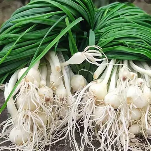 新鲜小根蒜小野葱野山葱野葱薤白春季蔬菜包饺子小香葱苦蒜野蒜