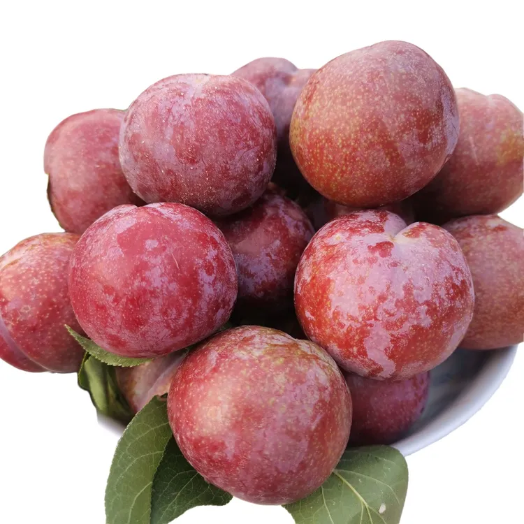 三华李紫金蜜李清脆、酸甜爽口