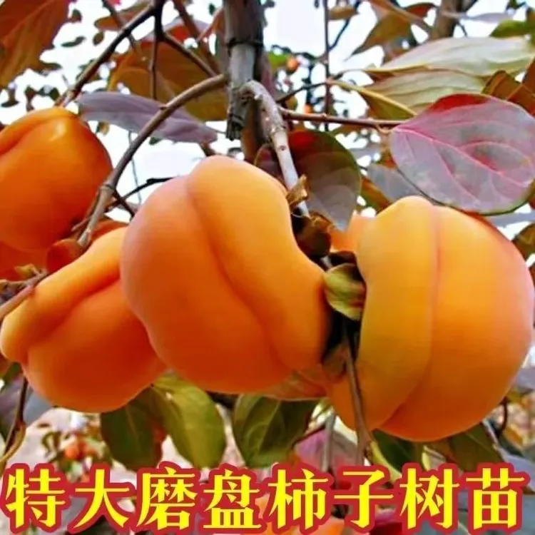 无核很大磨盘柿子树苗嫁接柿子苗庭院阳台种植南北方种植当年结果