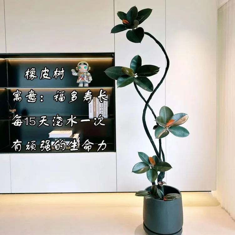 造型橡皮树黑金刚盆栽室内大型绿植客厅办公室观叶植物四季好养活