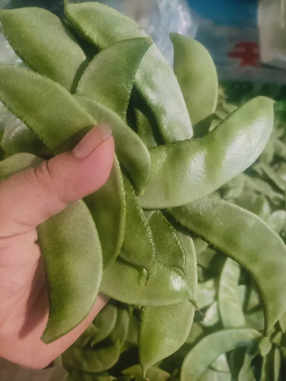 农村新鲜绿扁豆绿眉豆包邮鲜鲜蔬菜