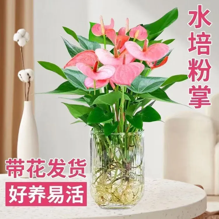 【带U盆】3-5朵花粉掌红掌盆栽绿植水培植物水养美观桌面室内盆栽w