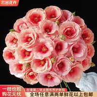 【云舍花卉】【金鱼姬】多头玫瑰 任意满两单及以上鲜花包邮发货