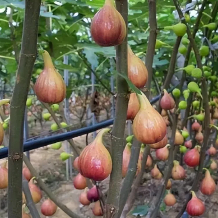 特大果无花果树苗盆栽地栽南方北方种植当年结果