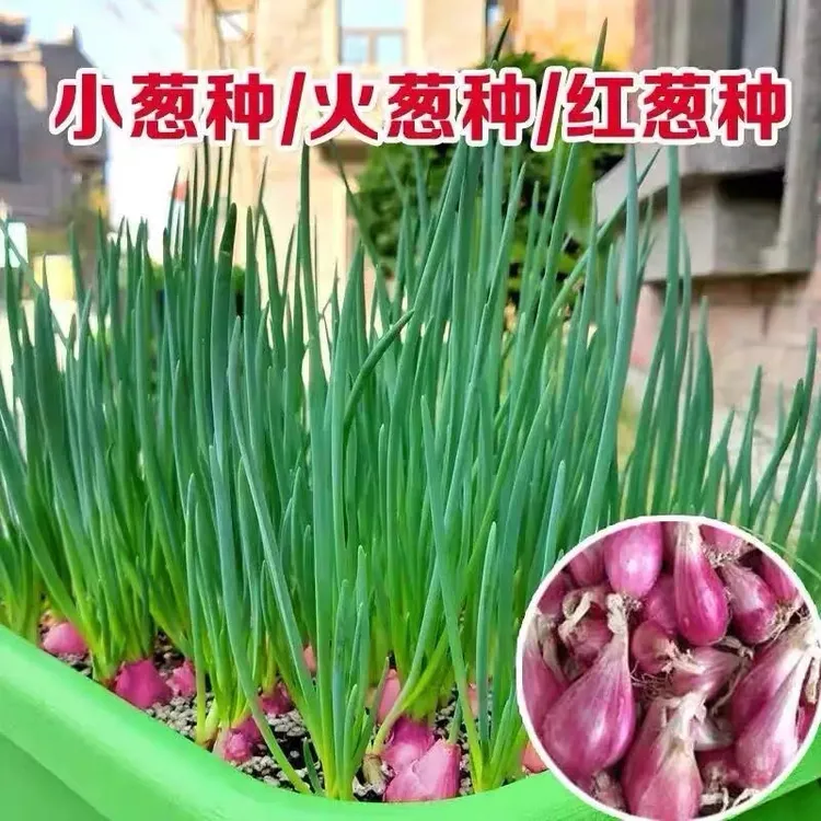 【送盆送土】四川小香葱盆栽蔬菜苗小乡村小香葱小葱头种植香葱头