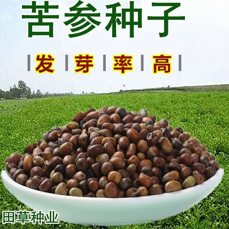 苦参种子 纯新种籽 四季播种 抗旱能力强 发芽率高，包技术指导