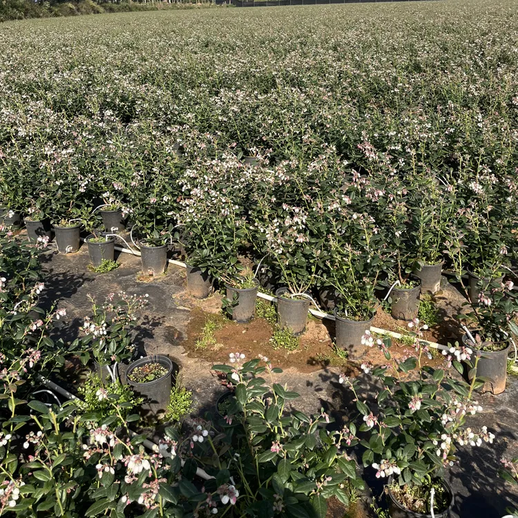 L29云南直发带花带果原盆原土阳台种植南方北方种蓝莓树苗