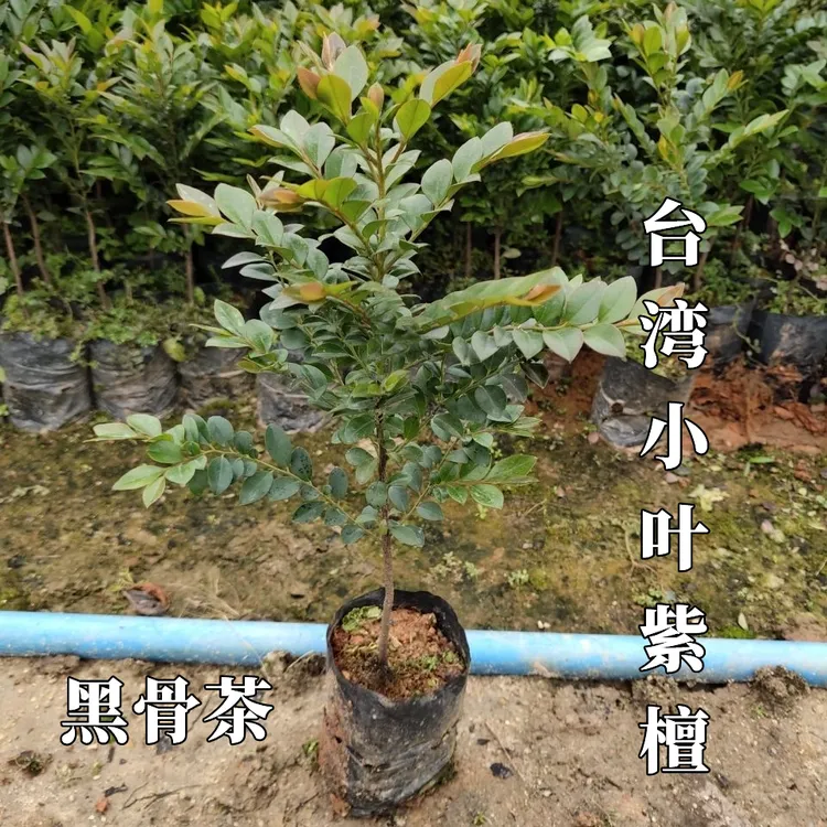 台湾黑骨茶苗盆景名贵树苗四季常青耐寒室内盆栽植物绿植紫檀树苗