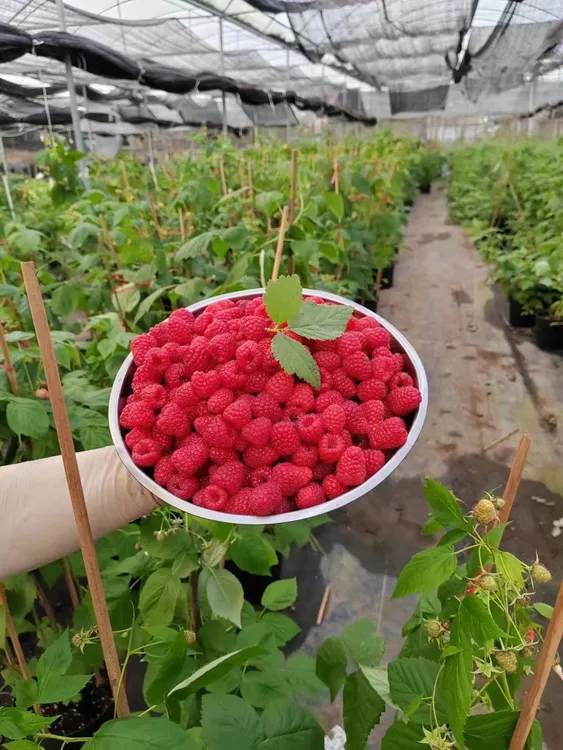 粤红一号四季红树莓1.5加仑盆栽